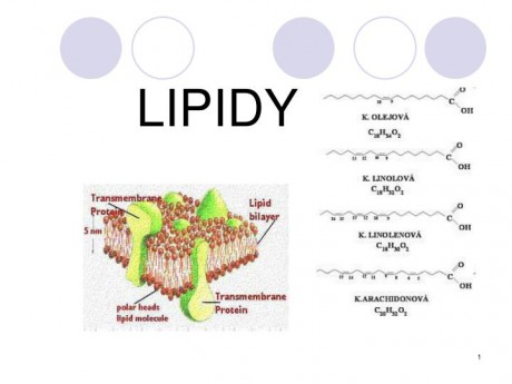lipidy-n